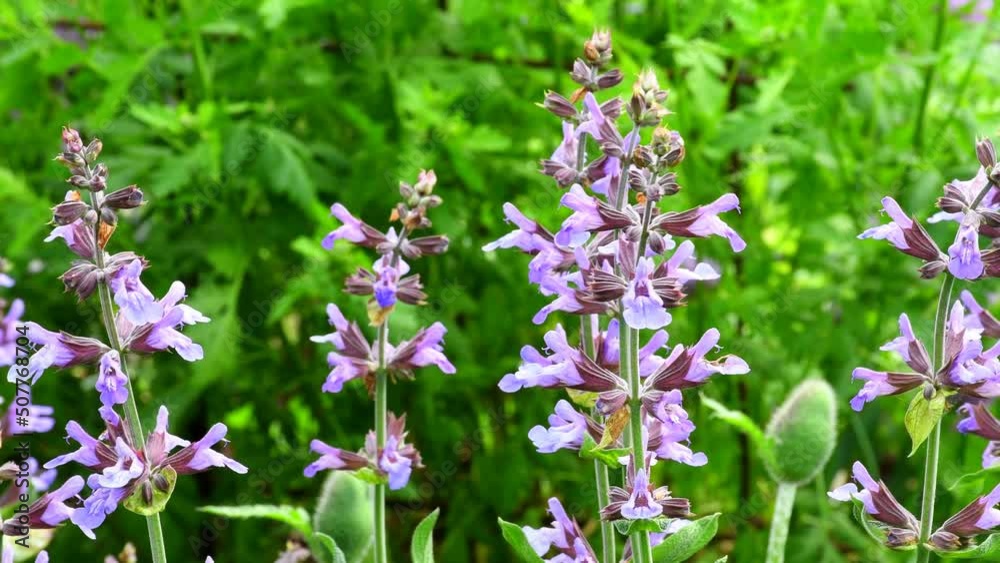 Sage medicinal plant and spice with flower
Sage medicinal plant and spice with flower