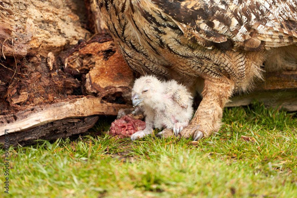 Wild Eurasian Eagle Owls outside their nest, in the grass. The white, say days old bird is sitting between the legs of the mother. They eat a piece of bloody flesh Wild Eurasian Eagle Owls outside their nest, in the grass. The white, say days old bird is sitting between the legs of the mother. They eat a piece of bloody flesh