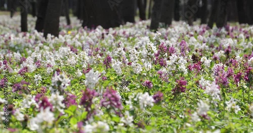 4k video. The corydalis flower in a forest in spring season in a windy day. photo