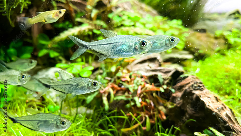 Flock of Costae Tetra (Moenkhausia costaea) in the green aquarium with plants, stones and wood. Flock of Costae Tetra (Moenkhausia costaea) in the green aquarium with plants, stones and wood.