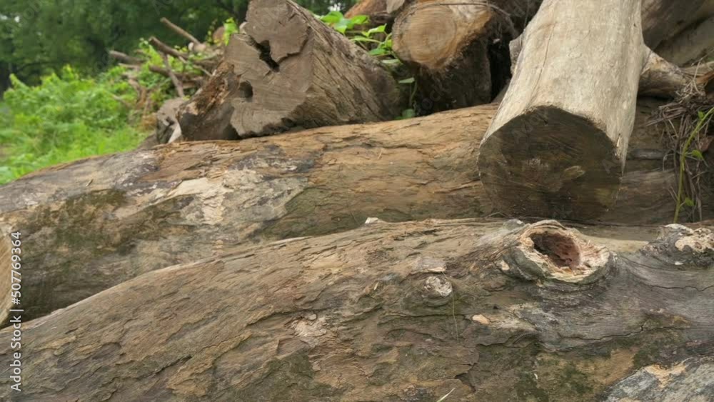 Cut wooden logs are stacked, cutting trees create environmental damage. West Bengal, India.