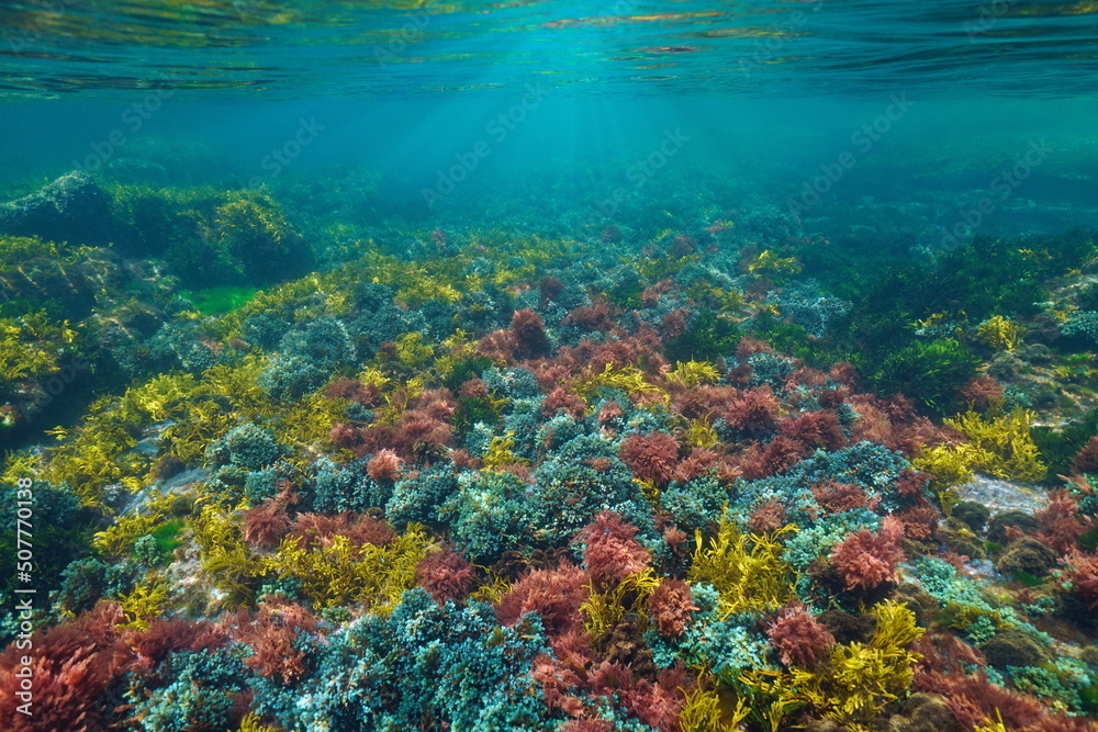 Colorful algae underwater below water surface in the ocean, Atlantic seaweeds, Spain