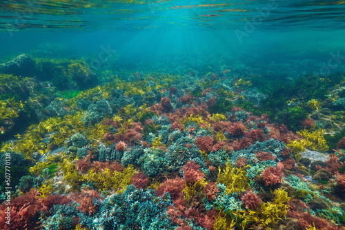 Colorful algae underwater below water surface in the ocean, Atlantic seaweeds, Spain