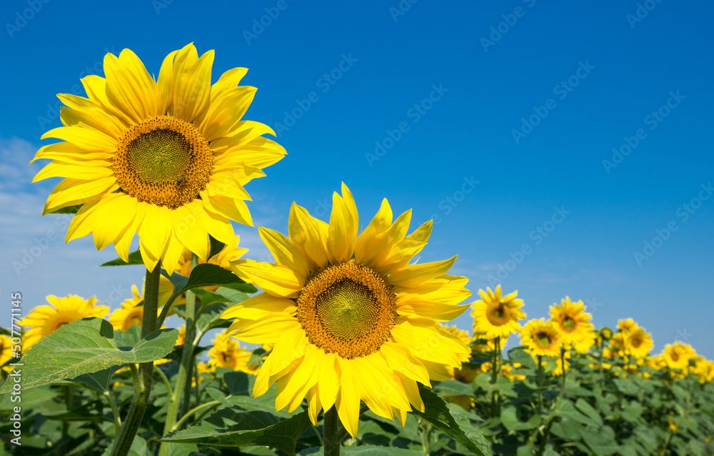 Sunflower field with cloudy blue sky