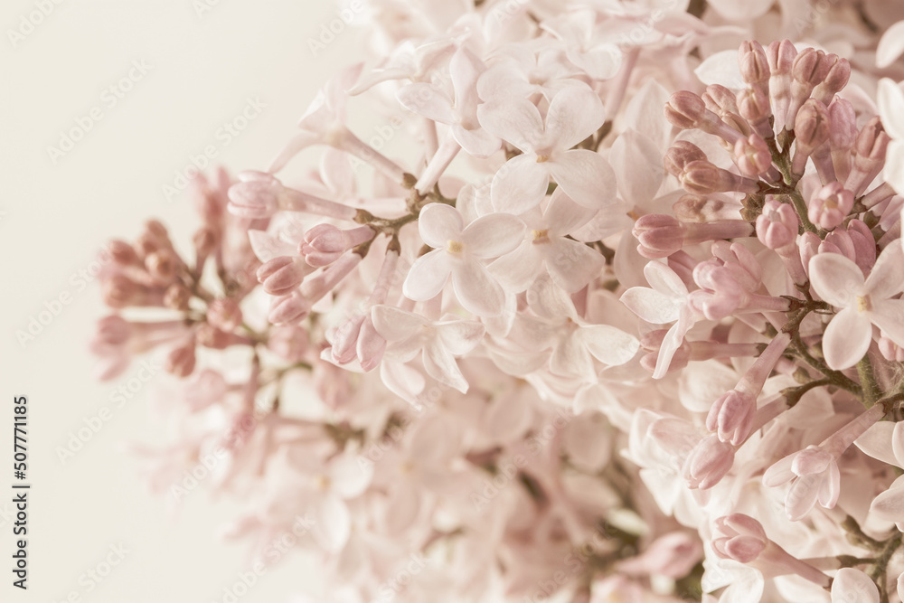 Pale pink beige neutral color bunch little lilac flowers buds for wedding invitation or romantic wallpaper macro Pale pink beige neutral color bunch little lilac flowers buds for wedding invitation or romantic wallpaper macro