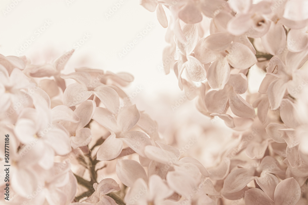 Pale pink beige neutral color little lilac flowers buds for wedding invitation or elegant wallpaper macro Pale pink beige neutral color little lilac flowers buds for wedding invitation or elegant wallpaper macro