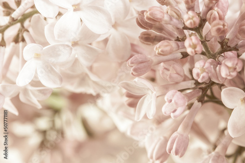 Pale pink beige neutral color little lilac flowers and closed buds on blur floral background for wedding invitation or romantic wallpaper macro