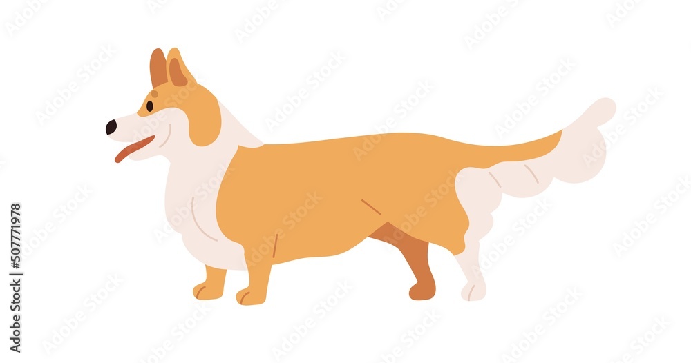 Cute dog of Welsh corgi breed. Purebred bicolor puppy profile. Canine animal standing, side view. Small adorable lovely Pembroke doggy, pup. Flat vector illustration isolated on white background
