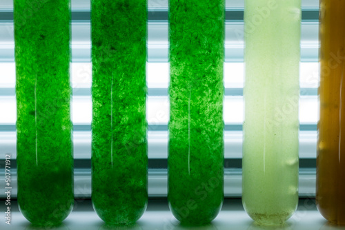 Investigación sobre microalgas en laboratorio photo