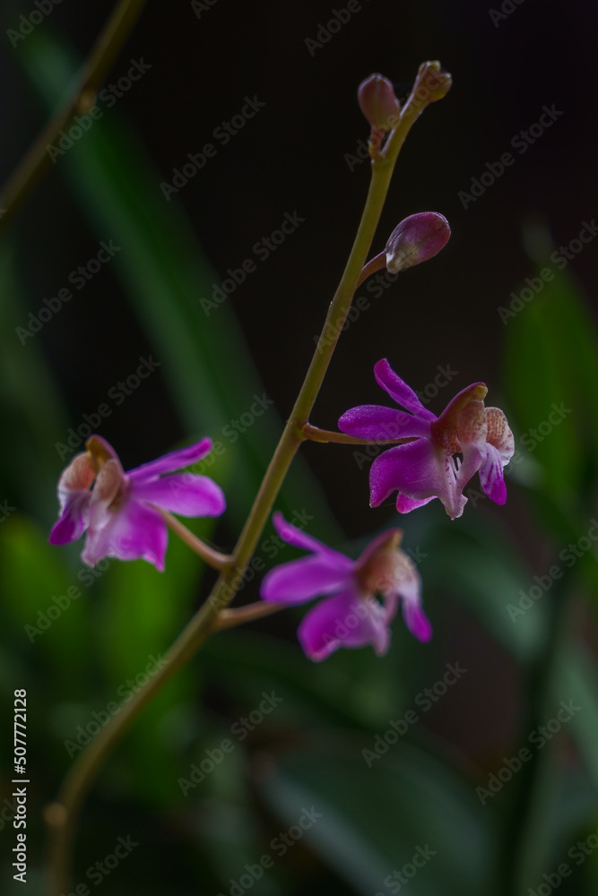 Closeup view of colorful purple pink and white flowers of terrestrial tropical orchid species phaleanopsis pulcherrima aka doritis pulcherrima isolated outdoors on dark background Closeup view of colorful purple pink and white flowers of terrestrial tropical orchid species phaleanopsis pulcherrima aka doritis pulcherrima isolated outdoors on dark background