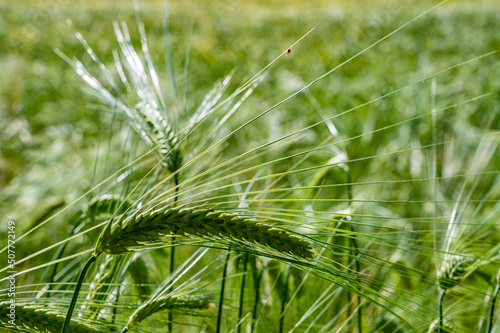 Cultivated wheat field and ears of wheat photographed up close. 