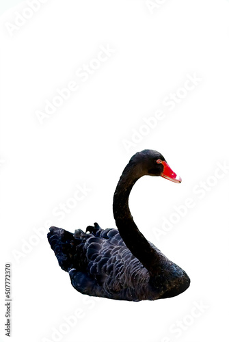 Close-up of a beautiful black swan. Wildlife art for prints and decorations. Artistic portrait of a black swan on a white background. soft selective focus, copy space