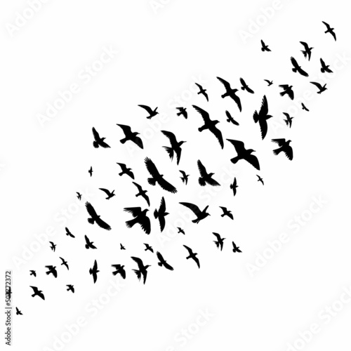 silhouette of a flying bird on a white background, isolated, vector © zolotons
