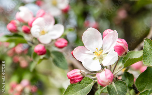 Blossom of apple in white and pink color  early spring