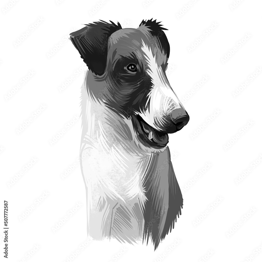 Smooth Fox Terrier, Fox Terrier, Smooth Fox Terrier, Foxie, SFT dog digital art illustration isolated on white background. England origin hunting dog. Pet hand drawn portrait. Graphic clip art design.