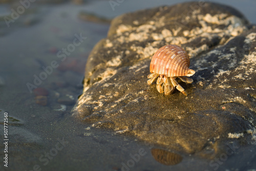 Hermit crab sitting on a large rock in the water