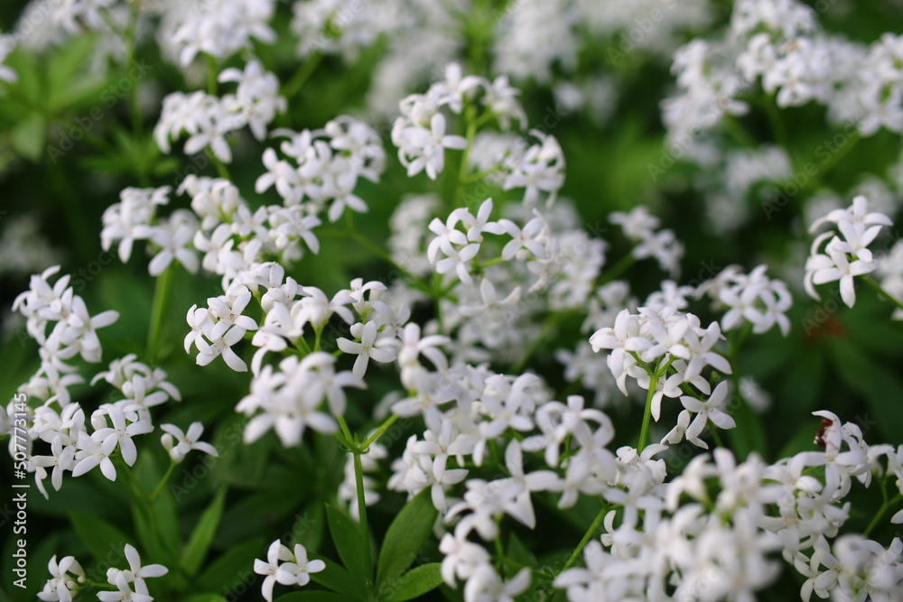 Galium odoratum przytulia wonna marzanka wonna Galium odoratum przytulia wonna marzanka wonna