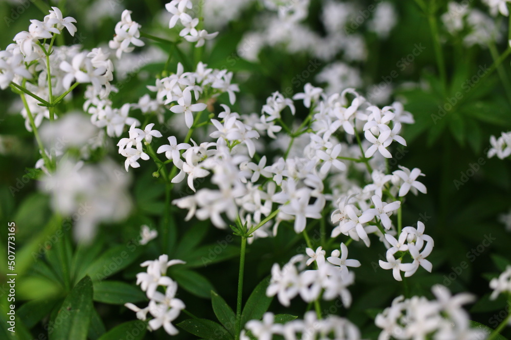 Galium odoratum przytulia wonna marzanka wonna Galium odoratum przytulia wonna marzanka wonna