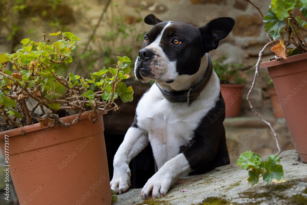 young pit bull playing in the garden at home watching and hiding behind the flower pots. space to copy on both sides.