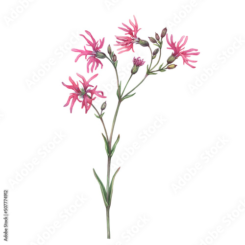 Close-up of pink ragged-robin flowers (silene flos-cuculi, cuckoo flower, crowflower). Watercolor hand painting illustration on isolate white background. © arxichtu4ki