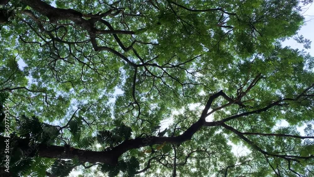The sky was obscured by green leaves, the wide branches of tree, tree can remove air pollution in city The sky was obscured by green leaves, the wide branches of tree, tree can remove air pollution in city