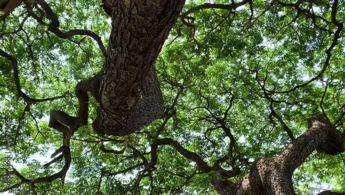 Panning camera movement under big tree and wide branches green leaf covered sky