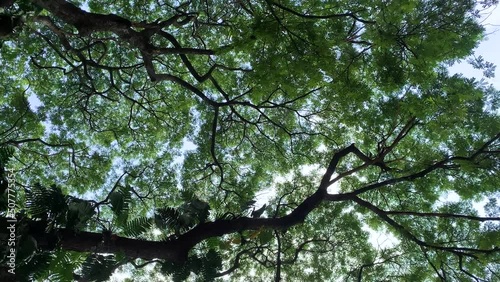 The sky was obscured by green leaves, the wide branches of tree, tree  can remove air pollution in city