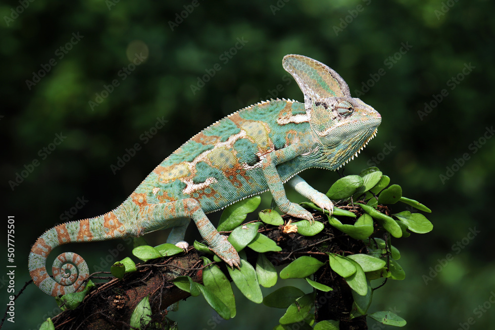 Veiled Chameleon (Chamaeleo calyptratus) on tree branch. Veiled Chameleon  has a peculiarity in its eyes. Both eyes can rotate 360 degrees  independently. Stock Photo | Adobe Stock