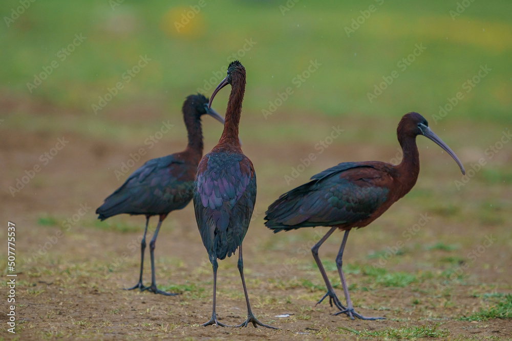 Naklejka premium The glossy ibis is a wading bird in the ibis family Threskiornithidae. Glossy ibises feed in very shallow water and nest in freshwater.