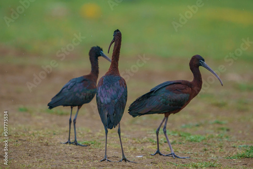 The glossy ibis is a wading bird in the ibis family Threskiornithidae. Glossy ibises feed in very shallow water and nest in freshwater.
