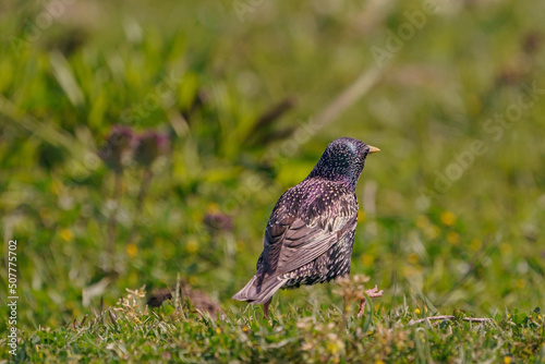 Common Starling (Sturnus vulgaris) feeding on grass