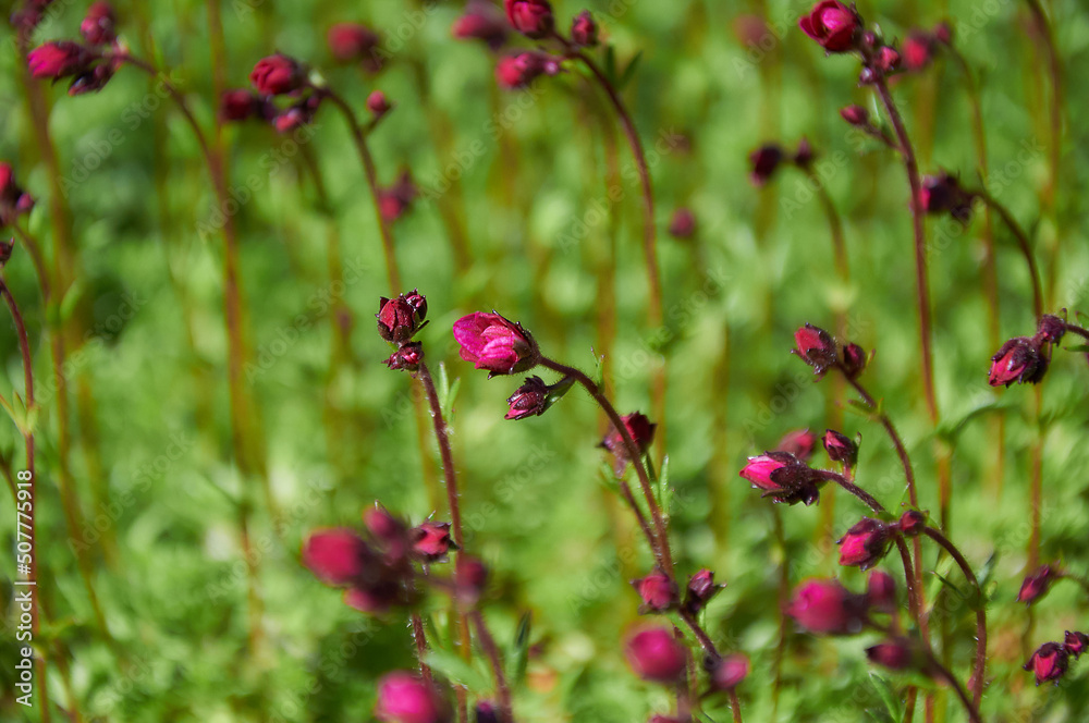 Small pink spring flowers on green grass