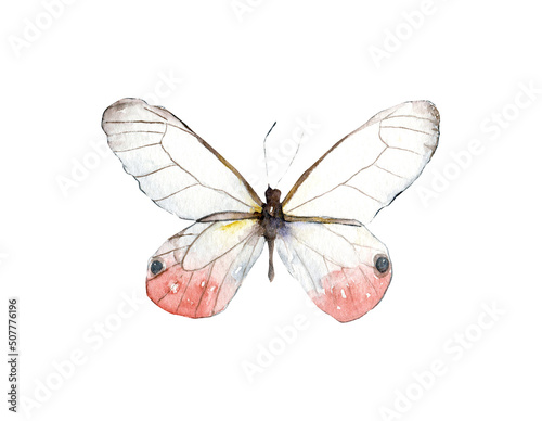 Hand-drawn watercolor pink blushing phantom butterfly moth illustration. Insect animal drawing isolated on white background. Animal collection
