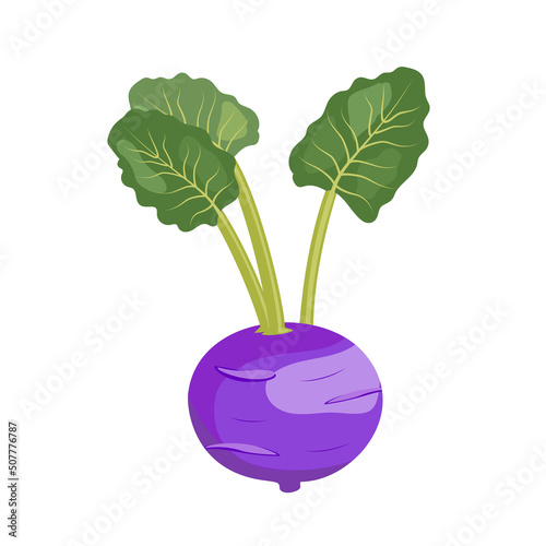 Purple Kohlrabi cabbage with leaves, flat style vector illustration isolated on white background