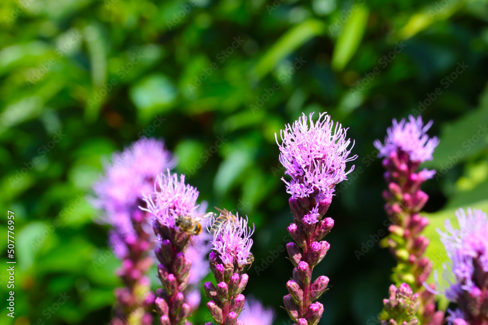 A flowering flower in the park in the spring on a sunny day.