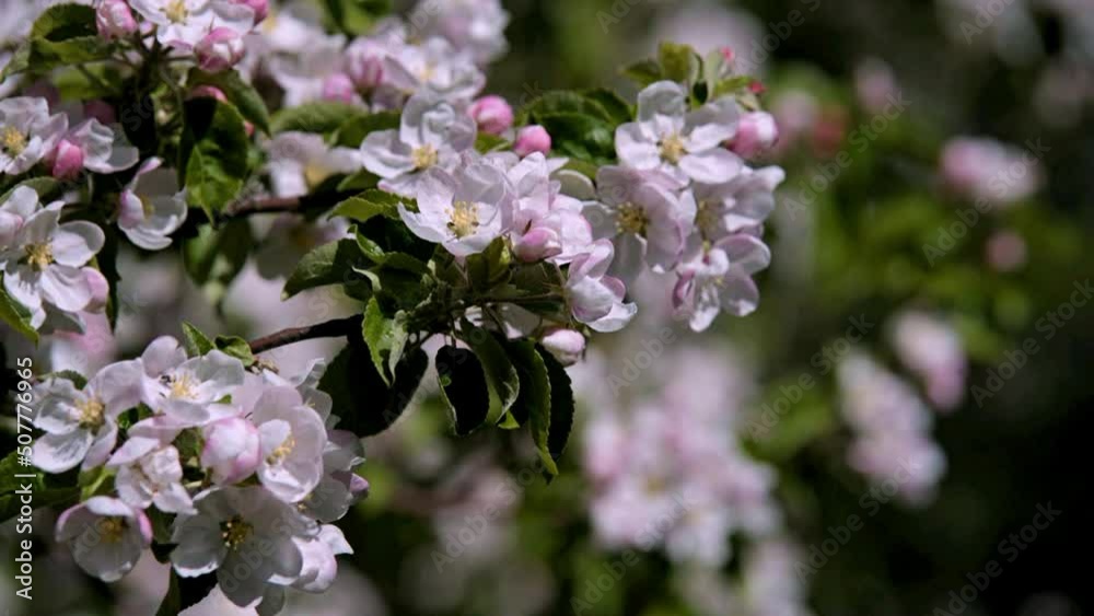 appletree blossom branch in the garden in spring
