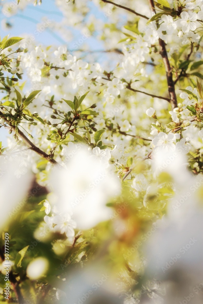 blooming tree blooming tree