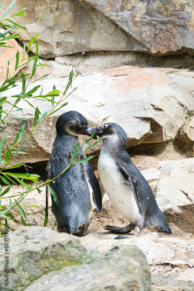 Naklejka premium kissing penguin. black and white birds as couple on land. animal photo close up.