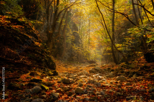 Autumn forest © mugurelcm