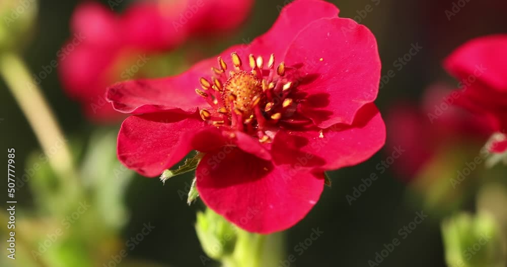 Strawberry blossom and green leaves beautiful ruby pink flowers bloomed in the garden. Sunny spring time. Slow motion video. Strawberry blossom and green leaves beautiful ruby pink flowers bloomed in the garden. Sunny spring time. Slow motion video.