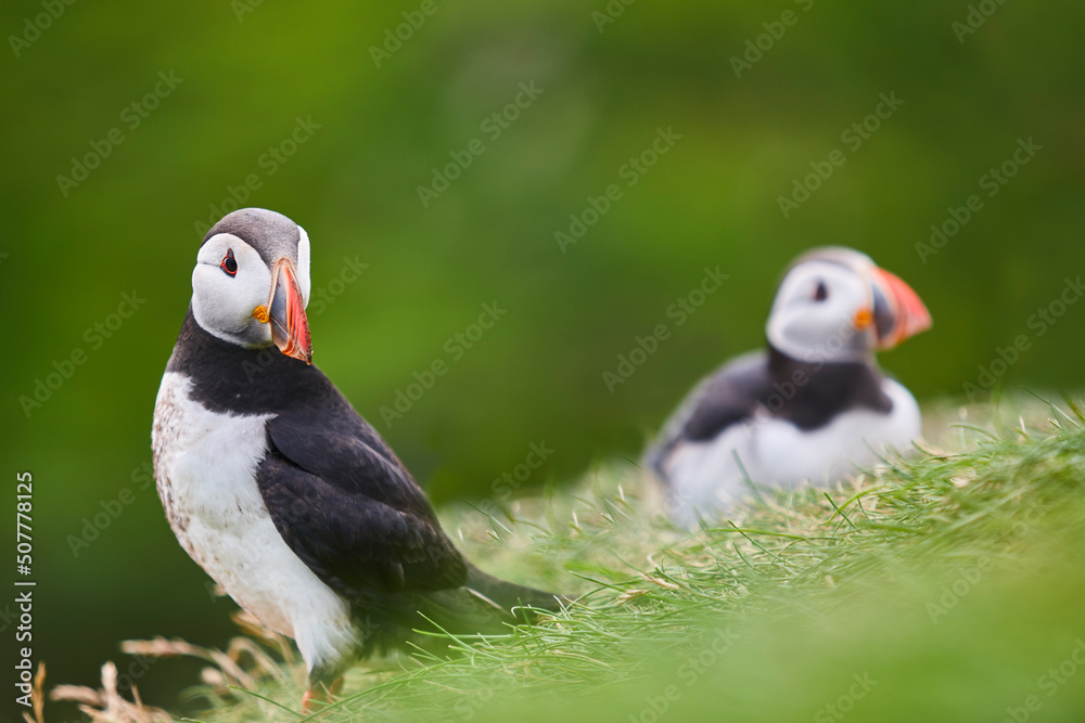 Puffins on Mykines cliffs with green background. Faroe birdlife