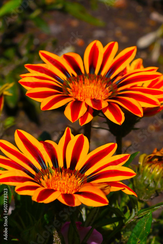 Several red and yellow aster flowers in the park.