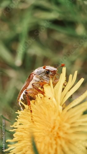 Macro photo of a May beetle on a yellow dandelion. Wallpapers for mobile