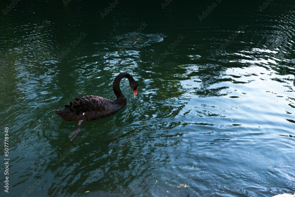 Fototapeta premium A picturesque view of a rare black swan in nature. close-up of a black swan on the lake. selective focus, copy space.