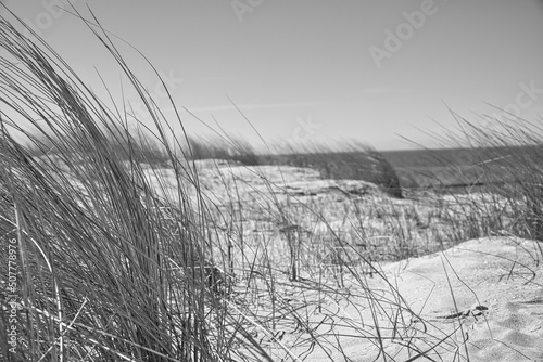 Fototapeta Naklejka Na Ścianę i Meble -  high dune on the darss. Viewpoint in the national park. Beach, Baltic Sea, sky and sea.