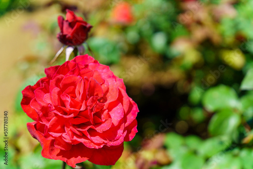 red rose flower