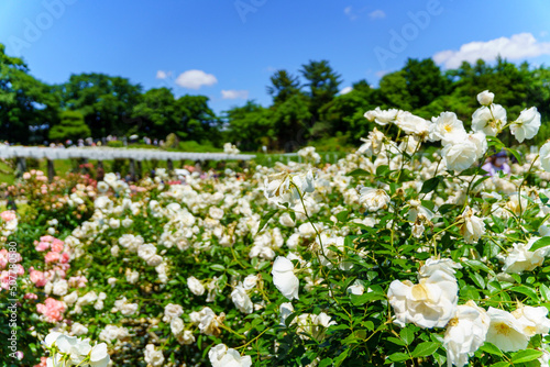 field of flowers © Kaito Hiruta