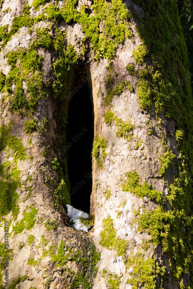 A tree hollow in an old, moss-covered tree trunk located in a large forest, close, in the background.