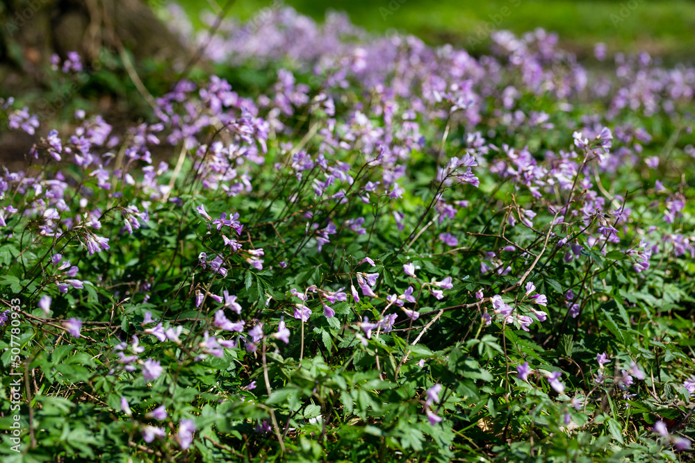 Dentaria bulbifera. Cardamine, first spring forest flowers, selective focus. Purple and lilac forest flowers. A Beautiful spring floral background Dentaria bulbifera. Cardamine, first spring forest flowers, selective focus. Purple and lilac forest flowers. A Beautiful spring floral background