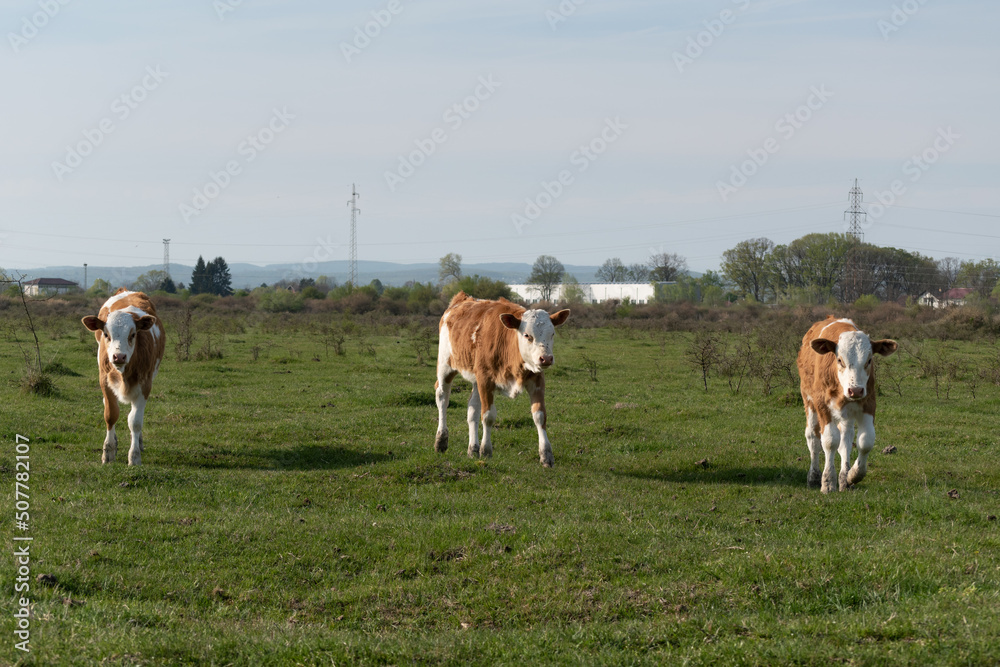 Three calves walks across field toward camera, domestic animals with orange and white hair in pasture during sunny day Three calves walks across field toward camera, domestic animals with orange and white hair in pasture during sunny day
